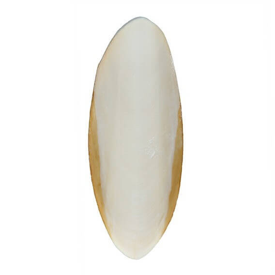 Jibias 10/14 imagen 1