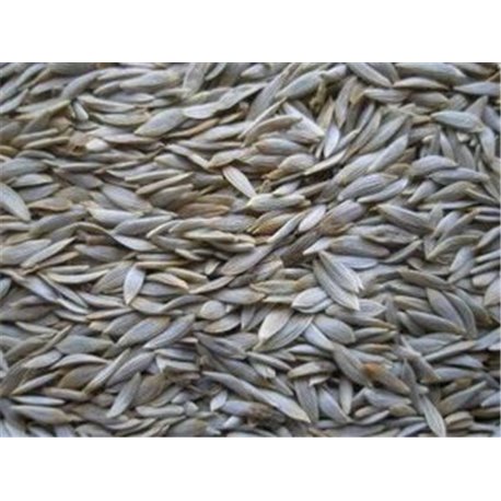 SEMILLA LECHUGA 250GR imagen 1