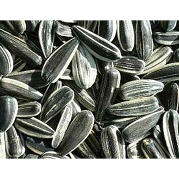 PIPA LORO USA 3KG imagen 1