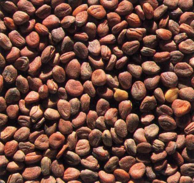 RABANO 900GR imagen 1